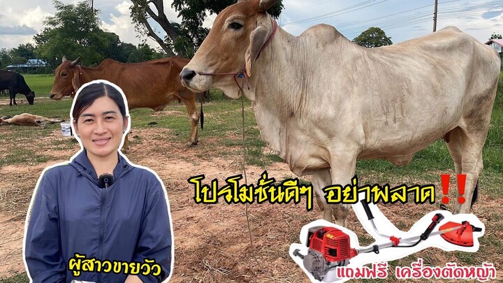 ตามหาคนเจอ‼️ผู้สาวขายวัว วัวงาม คนขายก่ะงาม แถมเครื่องตัดหญ้า เอาใจคนทุนน้อยที่อยากเลี้ยงวัวราคาเบาๆ