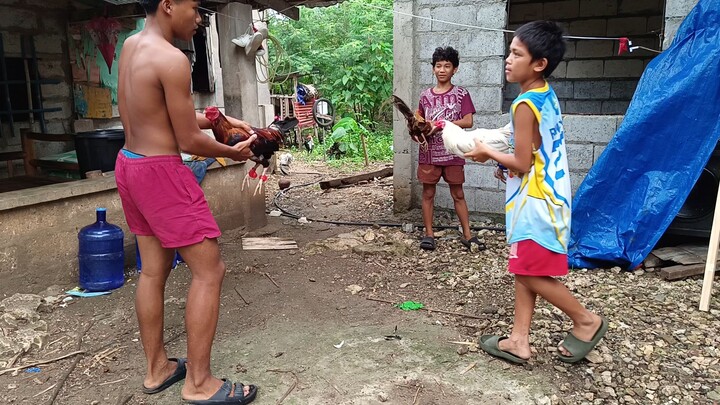 Boston Roundhead VS White Kelso Mclean spar