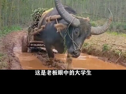 เด็กยุคหลังปี 2000 ไม่ใช่ “คนรุ่นพัง” และนักศึกษามหาวิทยาลัยก็ไม่ใช่พวกไร้ประโยชน์—พวกเขาคือความหวัง