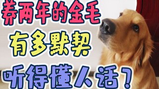 عندما تربي الكلب الذهبي لفترة طويلة، يصبح بينك وبينه نوع من التفاهم التلقائي! أشك في أن الكلب يفهم ك