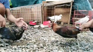 Lambuhon vs Kelso x gilmore hatch first fight 2 months and 2 weeks old