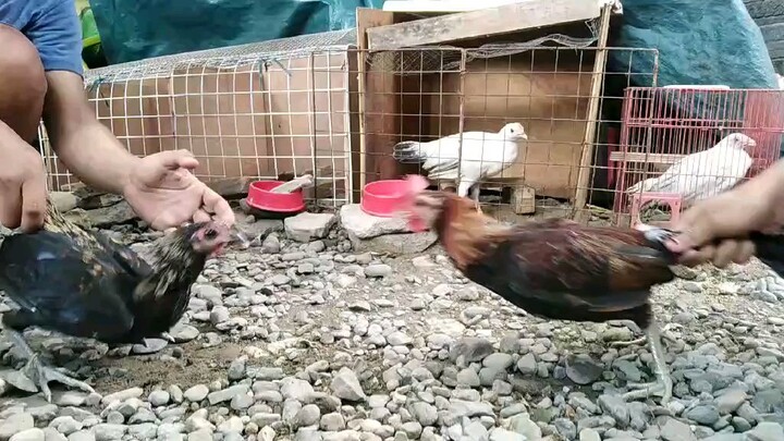 Lambuhon vs Kelso x gilmore hatch first fight 2 months and 2 weeks old