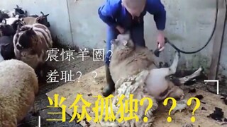 建议改为:白 羊 腚