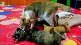 Mother cat inspected kittens, they well sleep or need more attention