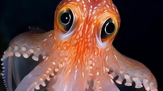 Saat kecil, saya pernah melihat seekor gurita yang bisa juga menjalankan kasir, sangat luar biasa!