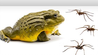 African Bullfrog VS. Brown Huntsman Spiders Duel