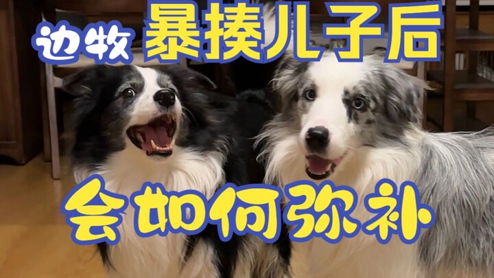 How the Border Collie made amends after beating up its son...