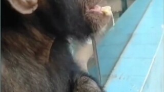 Khỉ đột ăn một cục phân lớn