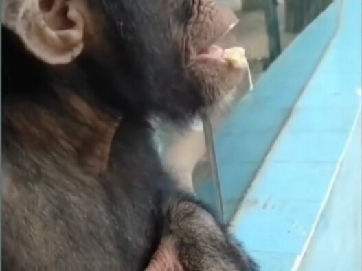 إنسان الغاب يأكل كمية كبيرة من البراز