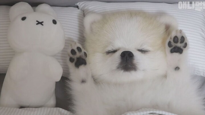 [Animal Farm] These dog brothers are so, so different! Latte and Mocha’s super-cute daily life!