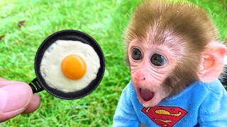 Monkey Baby Bon Bon eats mini eggs and swims with puppy, So cute ducklings, koi fish, goldfish