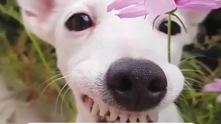 Doggy: Yo, what’s up! Didn’t you ask me what I was after?