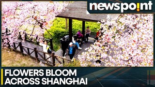 Plum blossoms grace Shanghai's centuries-old Guyi garden | WION