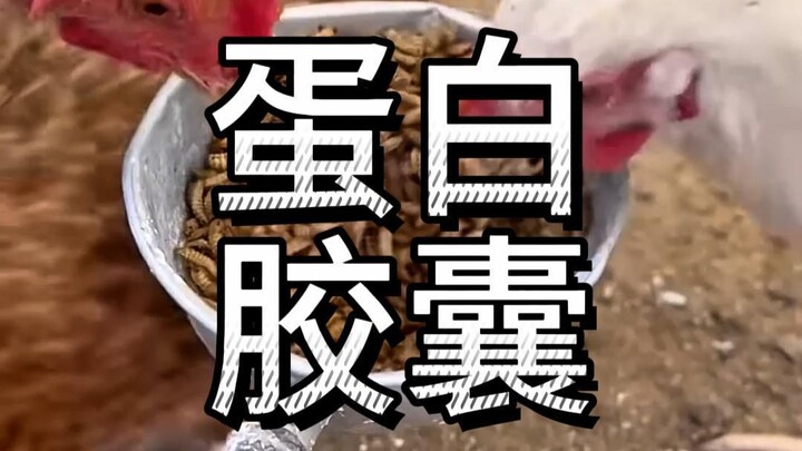 หนอนแมลงวันดำกินเก่งขนาดไหน? หนอนแมลงวันดำมีประโยชน์อย่างไร?