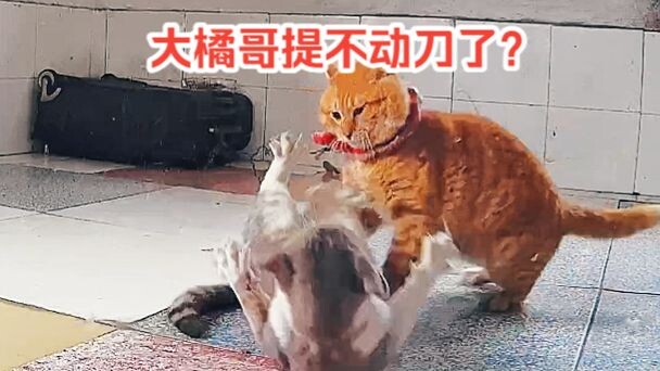 Big Orange Brother 132 – Can’t Lift the Knife Anymore?? What Exactly Does Big Orange Brother’s “Free