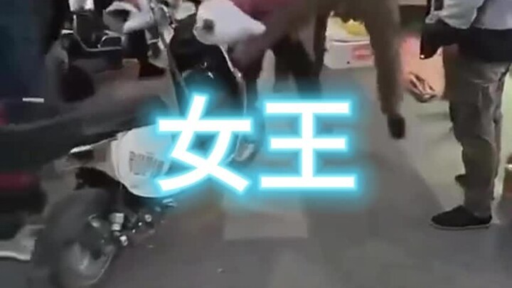 Street Fight Log 177 – [The Queen]