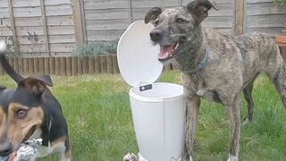 If Animals Could Talk (I)