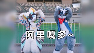 喵！阿里嘎多~