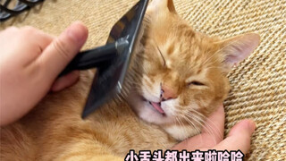 不愧是上过大学的猫！！！