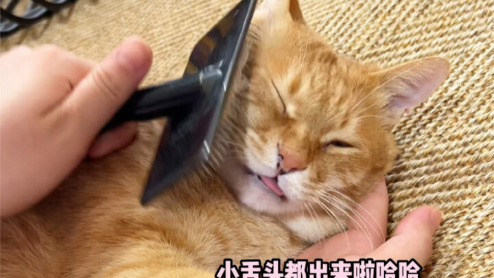 Pantas saja kucing ini pernah kuliah!!!