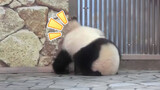[Panda] Panda rubbing its butt on a pole