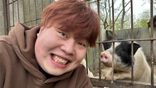Crispy and crunchy pig! Xiaoao cried with his head in his hands!