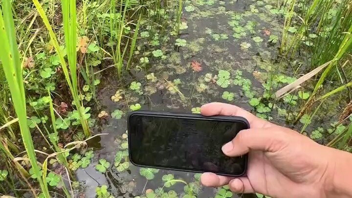 It turns out there's a whole little world hidden underwater,