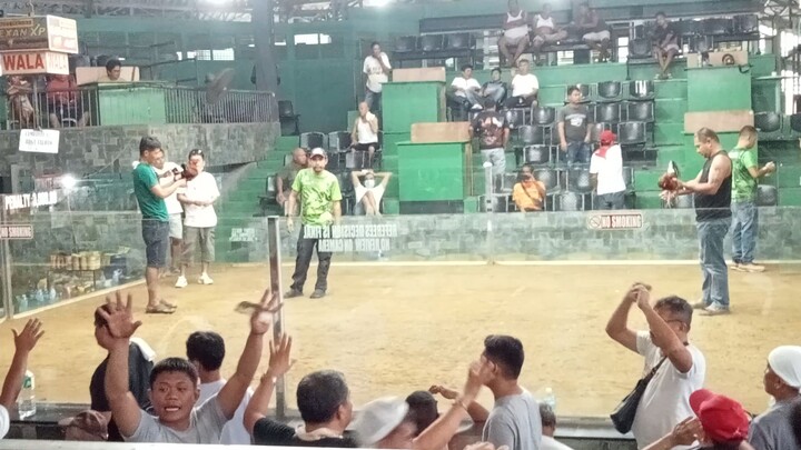 third fight WIN@SEGUNDO COCKPIT ARENA 3STAG/COCK DERBY entry: CAMBANAY 127 feb.11 2025