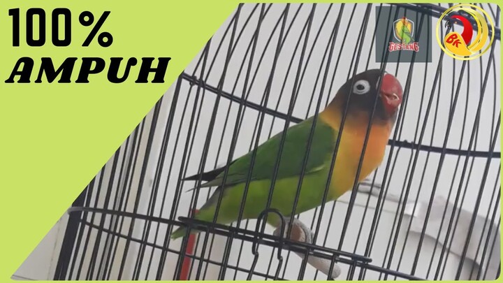 100 % Ampuh,  Suara Pancingan Lovebird Ngekek Panjang Pasti Langsung Nyaut