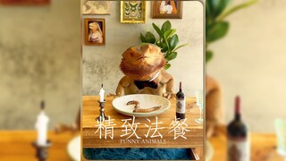 Berikan naga berjanggut kita makanan Prancis yang lezat 🍴🍷