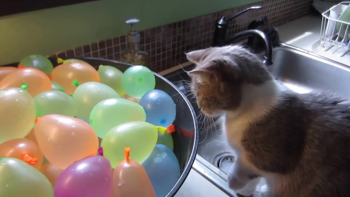 Con mèo làm vỡ quả bóng nước và trông có vẻ bối rối