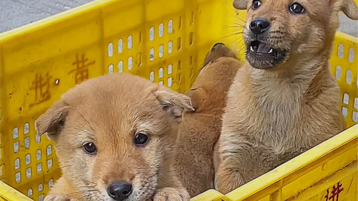 Are they mad dogs? No, dogs will bark incessantly when extremely frightened, which is a stress respo