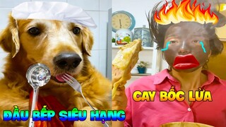 Thú Cưng Vlog | Gâu Đần Tinh Nghịch Phá Hoại Mẹ #5 | Chó thông minh đáng yêu | Smart dog cute pets