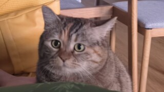 Kitten's Passionate Speech: "Achieving Cat Food Freedom!"