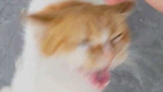 Saya bertemu seekor kucing di pinggir jalan. Ia melompat dan memukul tangan saya dengan kepalanya. S