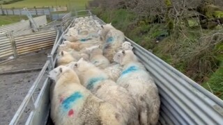 (Collection) The Importance of Border Collies #BorderCollie #DogDailyLife #CutePetDailyLogs