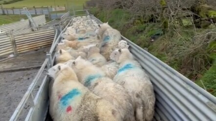 (Collection) The Importance of Border Collies #BorderCollie #DogDailyLife #CutePetDailyLogs