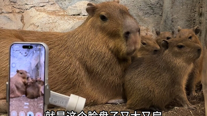 So, who exactly stole and ate this apple?