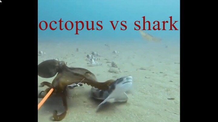 octopus vs shark🦈🐙