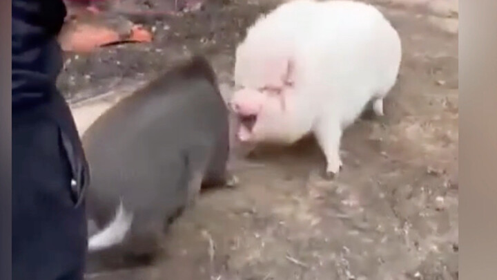 Babi Sakti vs Bola Iblis! Pertempuran Dewa Babi