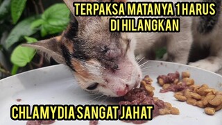 Alhamdulillah Anak Kucing Ini Masih Hidup Walaupun Harus Kehilangan Satu Matanya (Chlamydia )