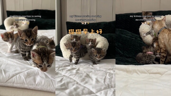 ปฏิกิริยาของแมวน้อยทุกเช้าเมื่อเห็นฉัน🥺🥺