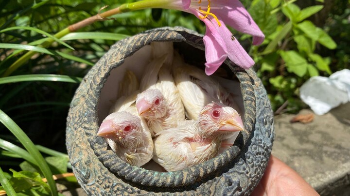 Nhiều người bảo cái lọ này là đồ cổ, tôi đem dùng để nuôi chim luôn; mà con chim này mắt cũng đáng s