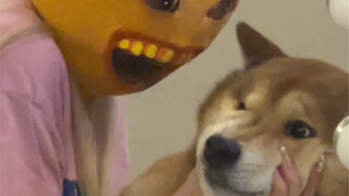 妈妈的好大儿（装p海王）