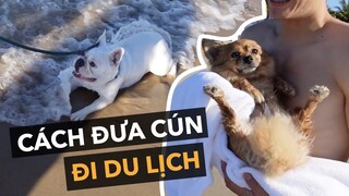 Cách đưa cún cưng đi du lịch an toàn vui vẻ không quạo
