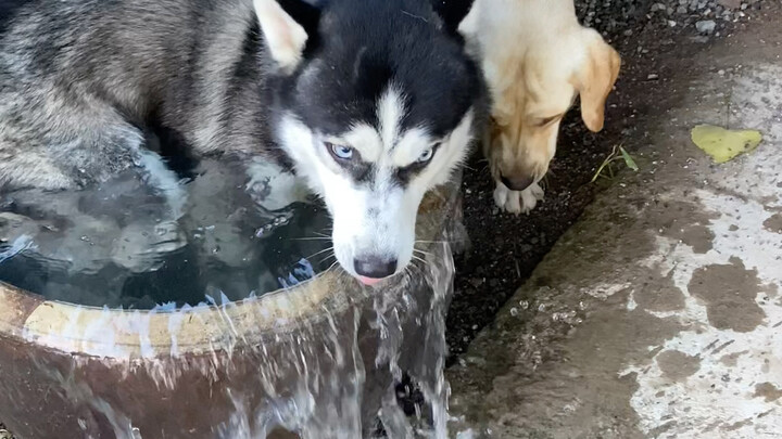 Anjing Husky memang tidak pernah mengecewakan!
