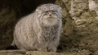 Walking Meme Manul，lol