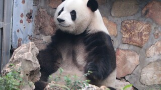 Panda Menglan, it's so cute!!!