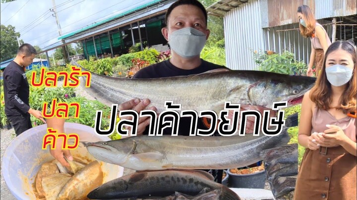 เจอของดีกันแล้ว วันนี้ลาบปากเลย ปลาค้าวตัวใหญ่ๆ