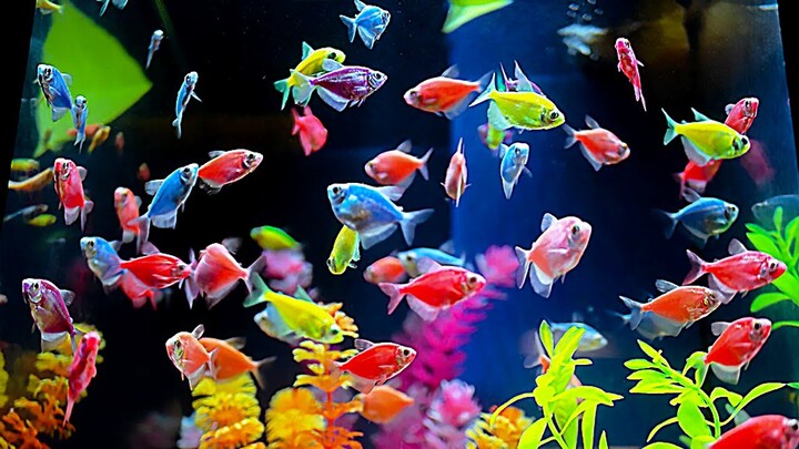 8 jenis ikan hias yang bisa disatukan dengan glofish dalam satu aquarium